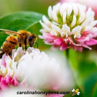 Honey bee foraging on clover plant image.