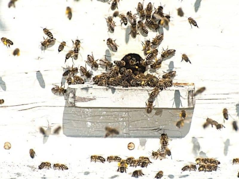 Honey bees doing orientation flights in front of hive image.