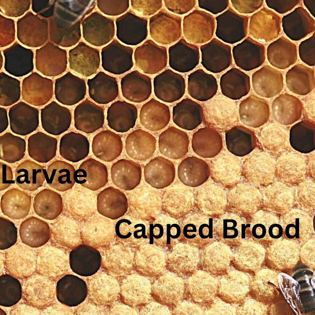 How do Bees Make Wax? Carolina Honeybees