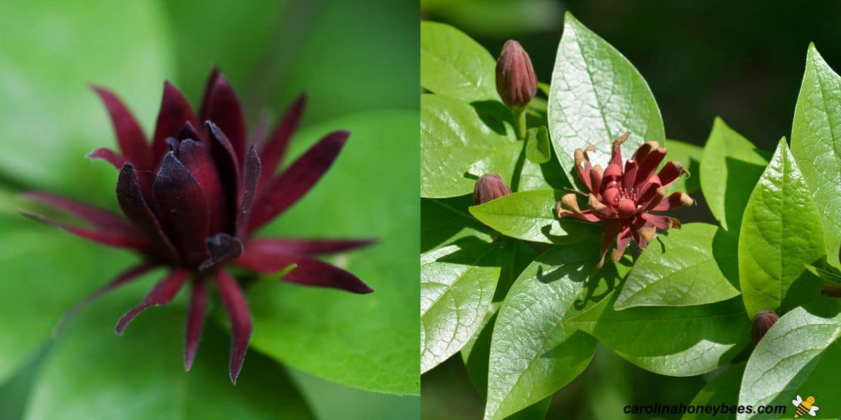 Glossy green leaves and red flower of carolina allspice bush.