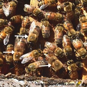 Several drone bees in a honey bee colony image.