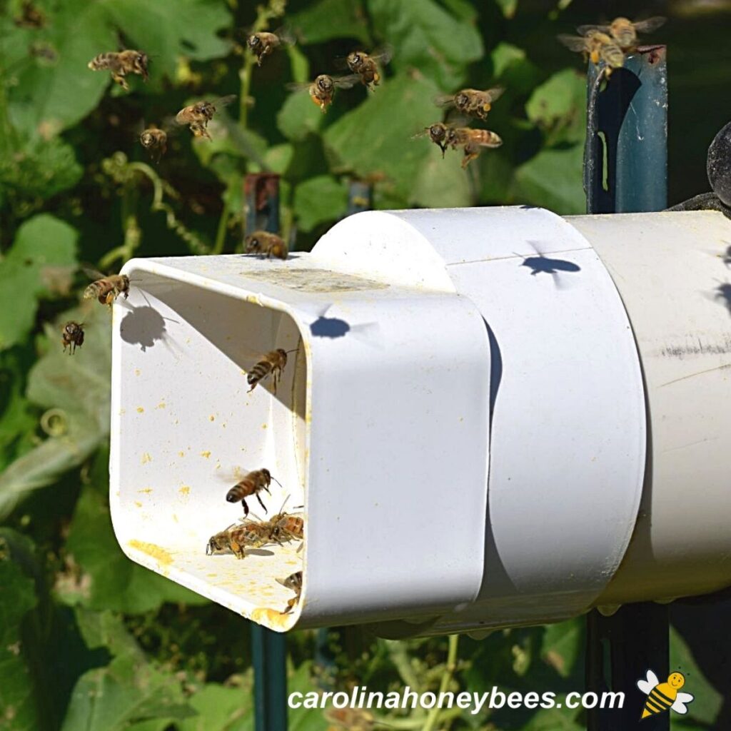 Pollen Feeder for BeesMake Your Own Carolina Honeybees