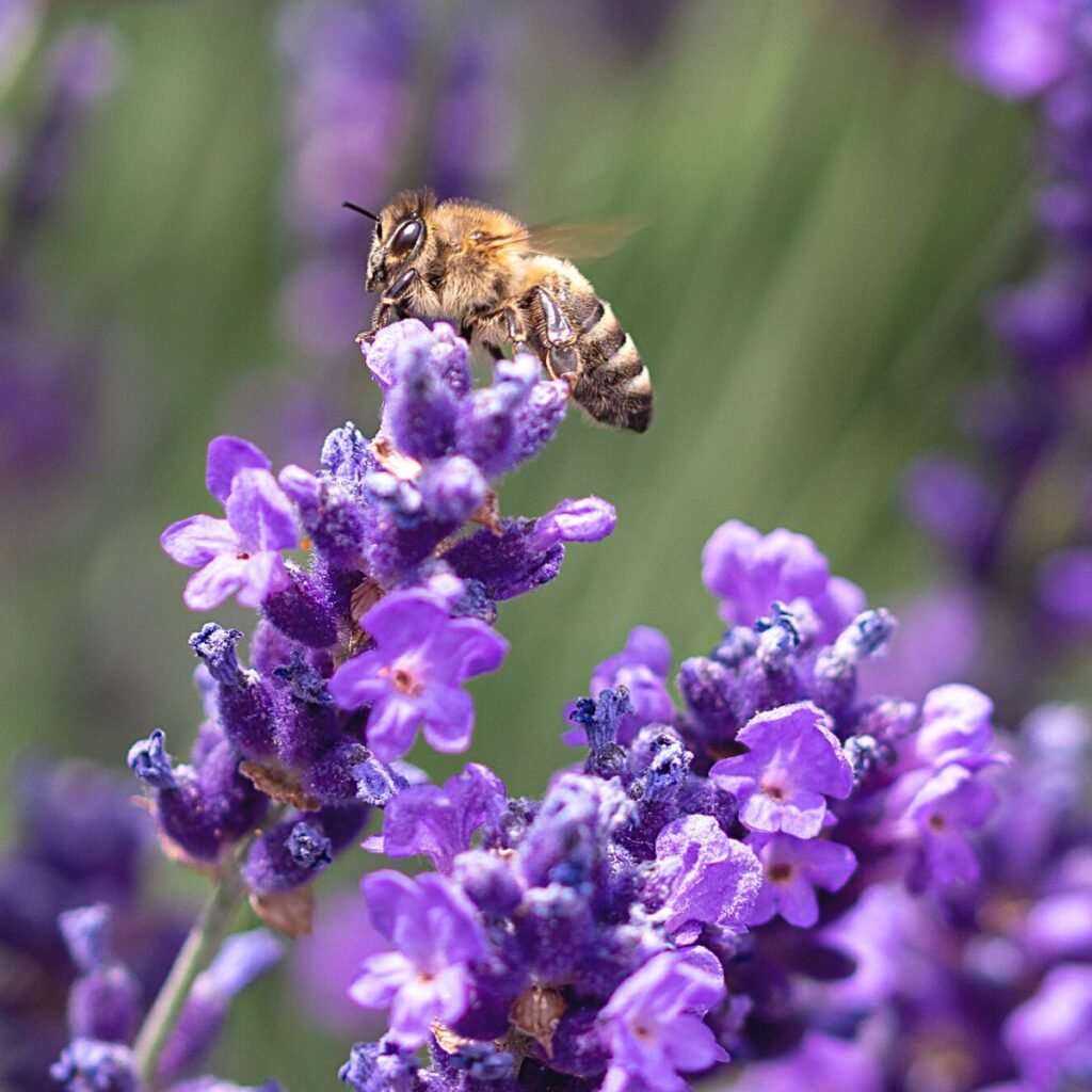 Flowers For Honey Bees [Beginners Guide] Carolina Honeybees
