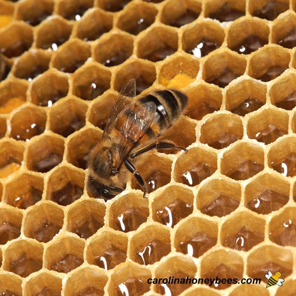What are Best Types of Honey Bees? Carolina Honeybees