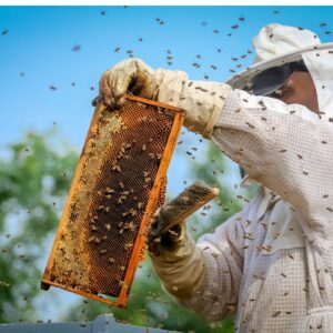 Large hive of aggressive bees in late Summer in apiary image.