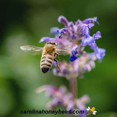 Forager honey bee gathering plant nectar from flowers image.