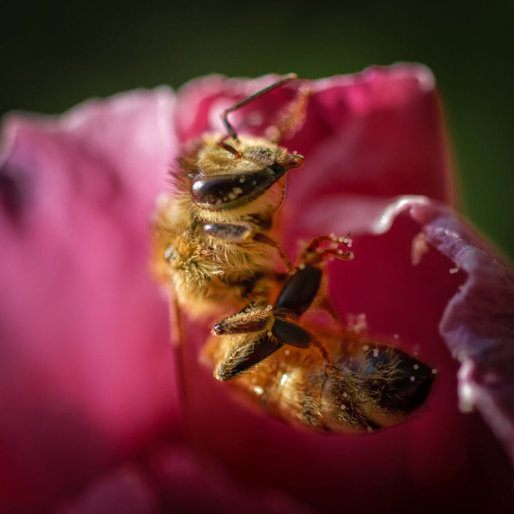 How Do Bees Make Honey? Carolina Honeybees