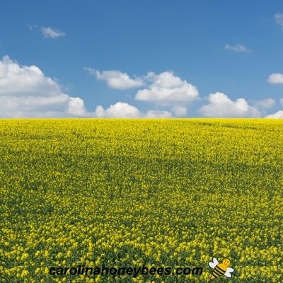 Large field of canola plant in bloom for rapeseed honey image.