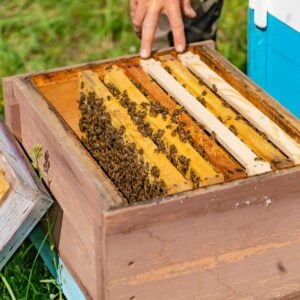 New beehive set up for beginner beekeeper.