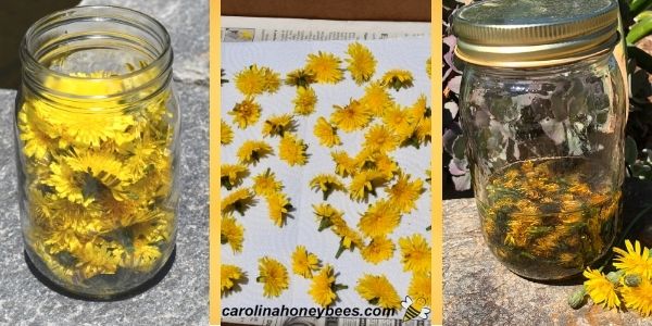 Steps to make infused dandelion oil with flowers image.