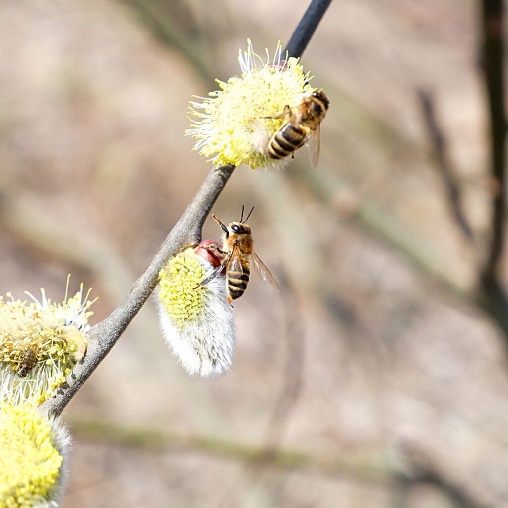 How do Bees Help Flowers? Carolina Honeybees