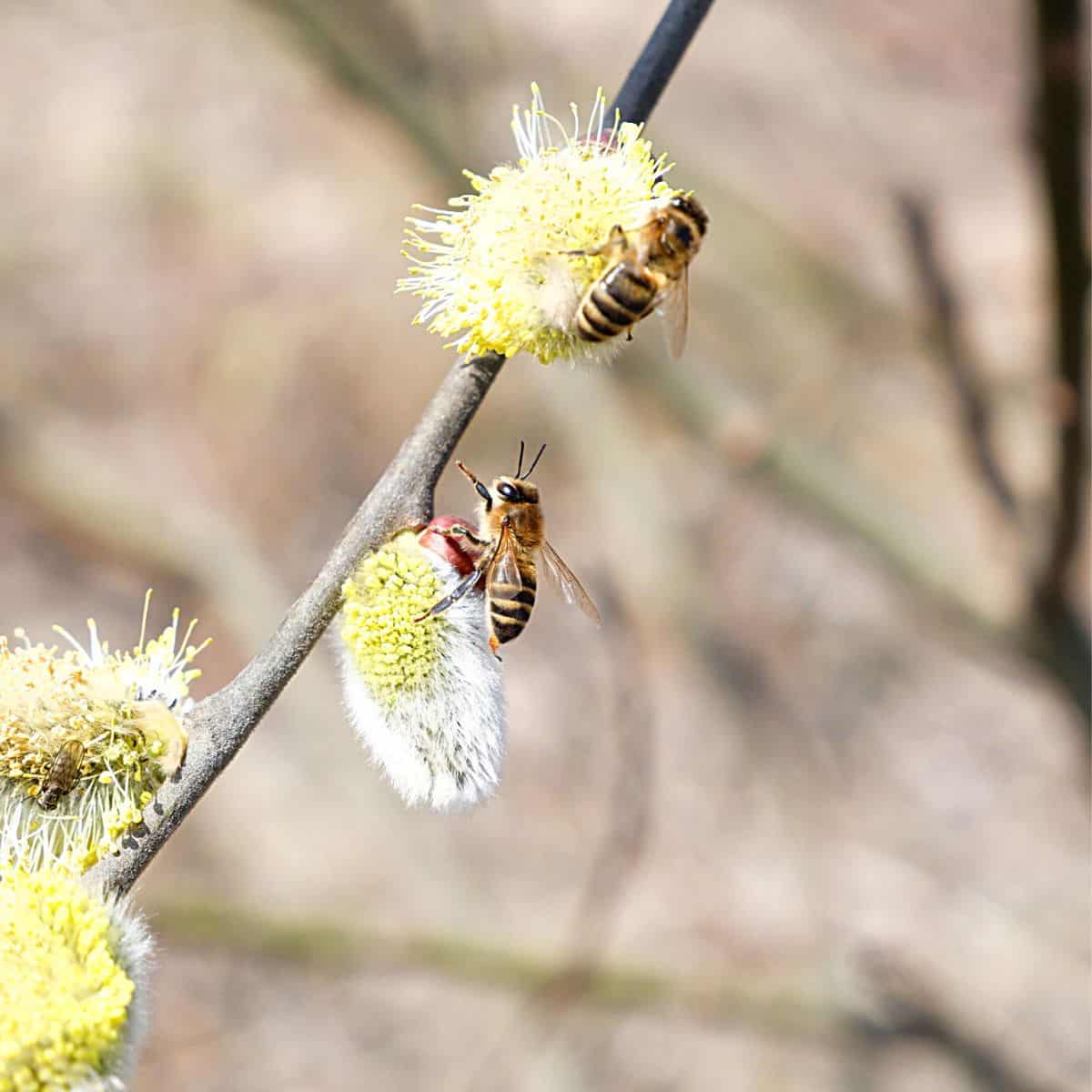 Best Flowering Trees for Bees Carolina Honeybees