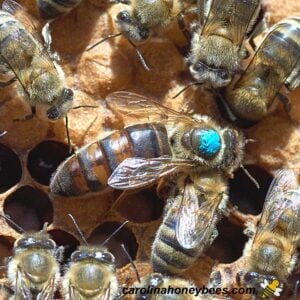 Aging queen honey bee in hive on comb image.