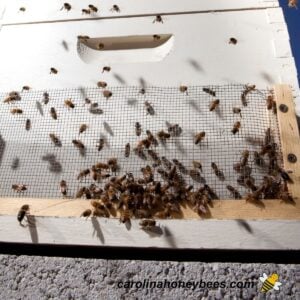 Robber bees trying to enter beehive through screen image.