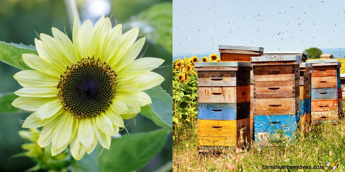 Honey bee gathers nectar from sunflower to make honey image.