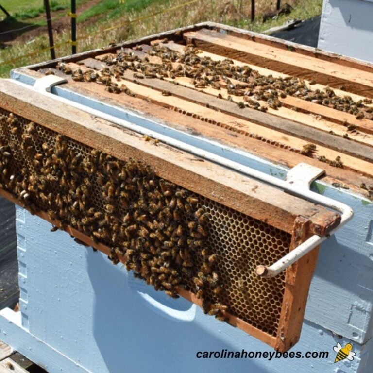 Beehive open during an inspection for proper hive management image.