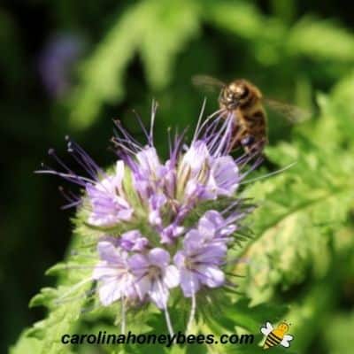 Honey bee gathers nectar from honey plant image.