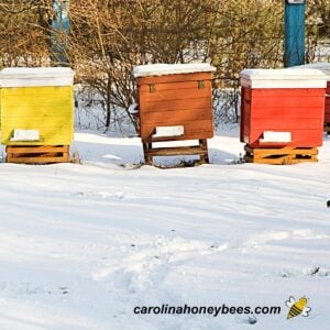 Well prepared beehives in Winter snow image.