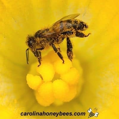 Honey bee collecting pollen from a yellow flower image.