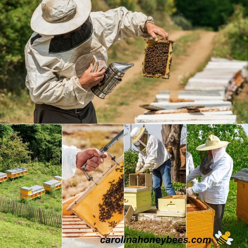 Beekeeping Archives - Carolina Honeybees