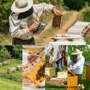 A collage of beekeeping activities related to the hobby image.