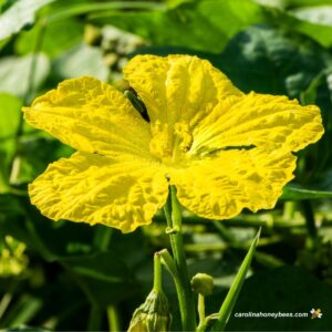 Luffa plant in flower in bee garden area.