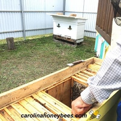 Urban beekeeper with hives in small yard image.