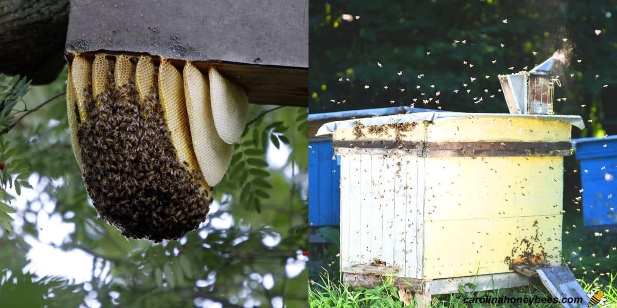 Honey bee swarm on a city slide image.