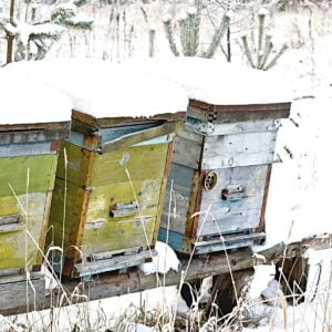 Beekeeping apiary row of hives sitting in Winter snow image.