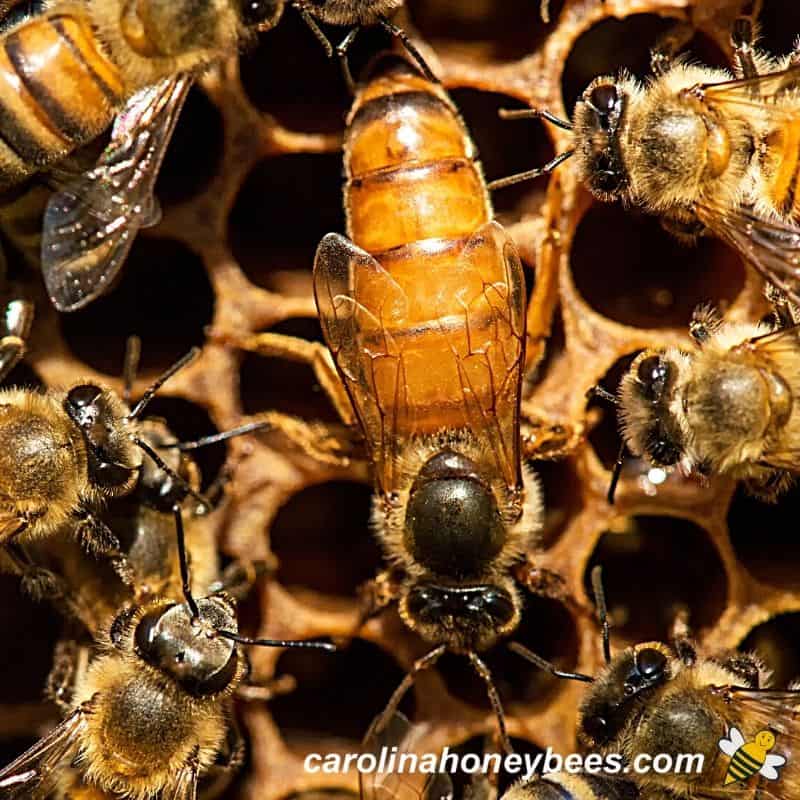 Queen Bee Size: Why is She Bigger? - Carolina Honeybees