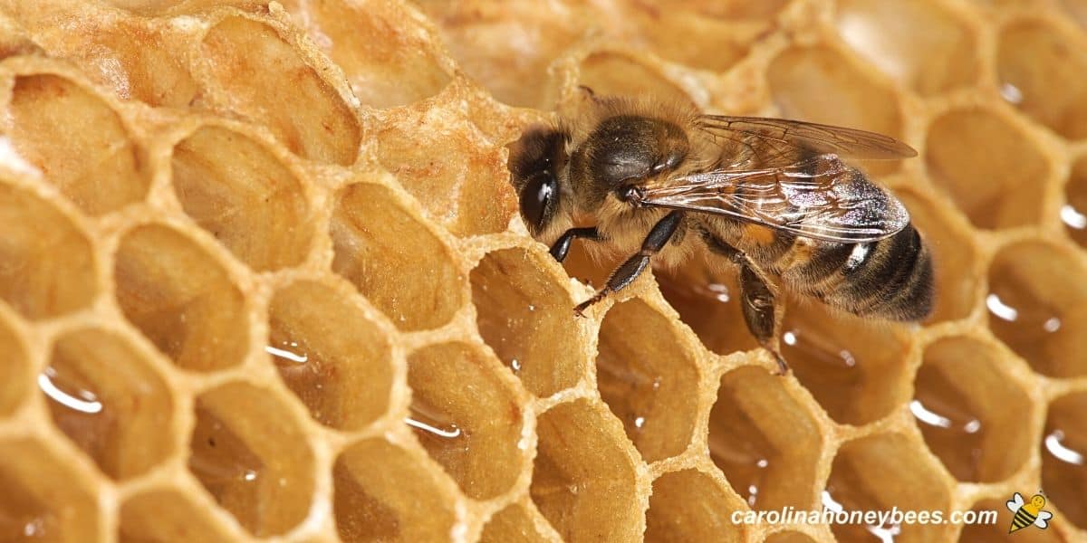 Single honey bee making honey in comb image.