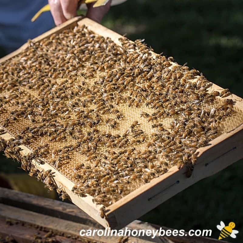 Frame from a beehive with bees and honey stored for winter.