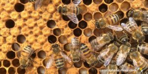 Normal Brood Pattern What is a Good Brood Pattern in a Hive?- Carolina Honeybees