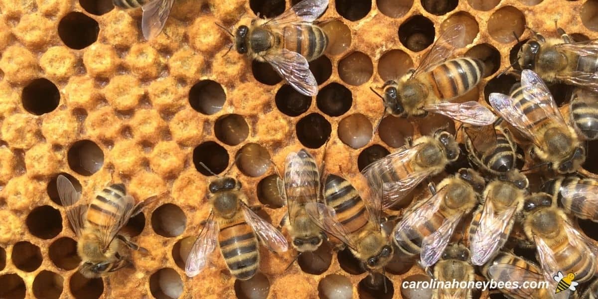 An active brood pattern in a beehive with worker bees image.