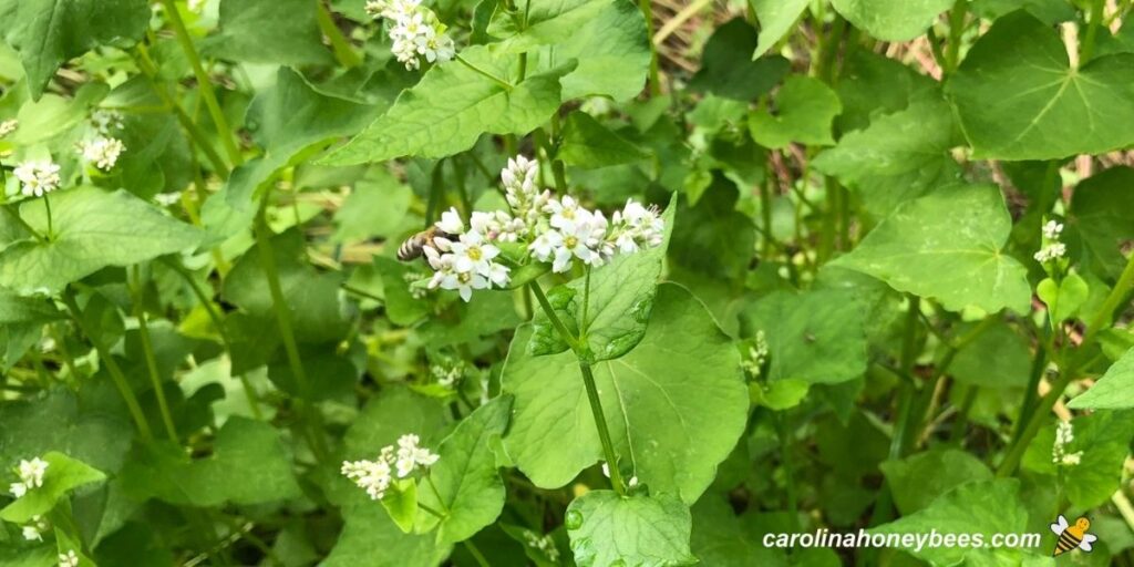 Planting Buckwheat for Bees Carolina Honeybees