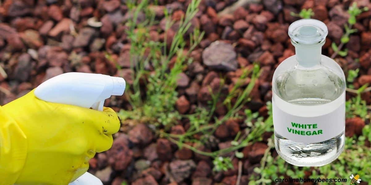 Can of homemade weed killer with vinegar and a blooming weed.