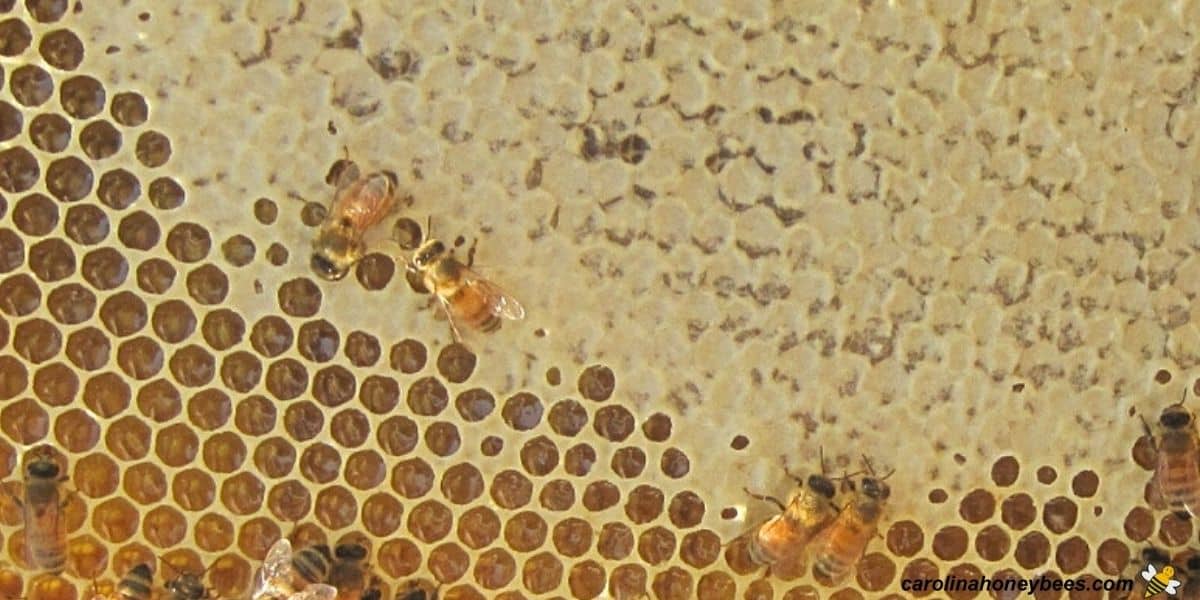 Beeswax Foundation Shee Hive Cell Frame Honeycomb Sheet Natural Beeswax  Sheets