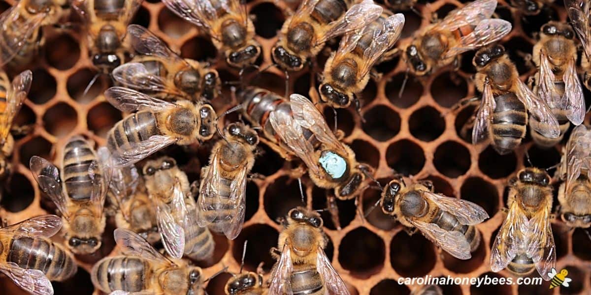 Queen Bee Facts: Marvels of Colony Life - Carolina Honeybees