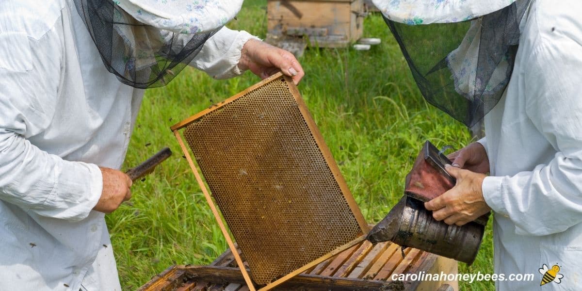 What is a Beekeeper Called & What Do They Do? - Carolina Honeybees