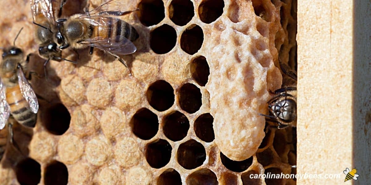 Mature queen cell on the comb in a hive image.