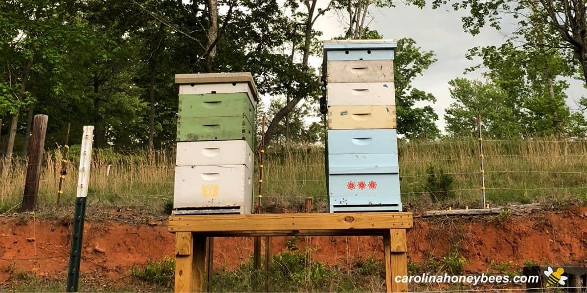 6 ways to join the beekeeping community - PerfectBee