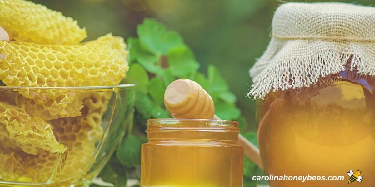 Top Honey Varieties Worldwide Carolina Honeybees