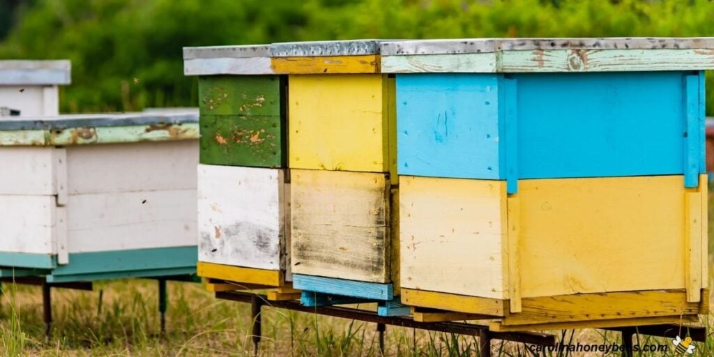 Beehive Placement: Finding the Right Place for Your Hive- Carolina ...