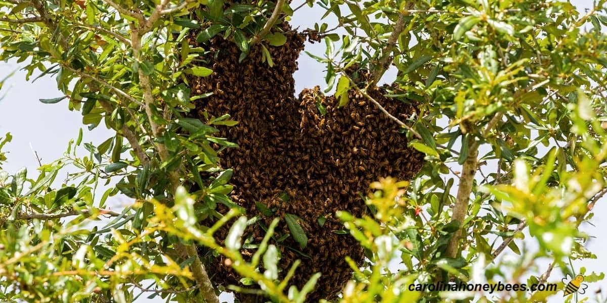 Swarm of honey bees in tree naturally spreading across area.