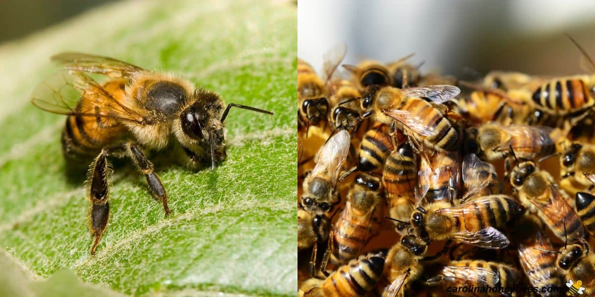 Africanized honey bee worker resting on a leaf and group of bees in hive.