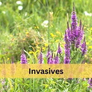 Purple loosestrife an invasive plant attractive to bees growing in a meadow image.