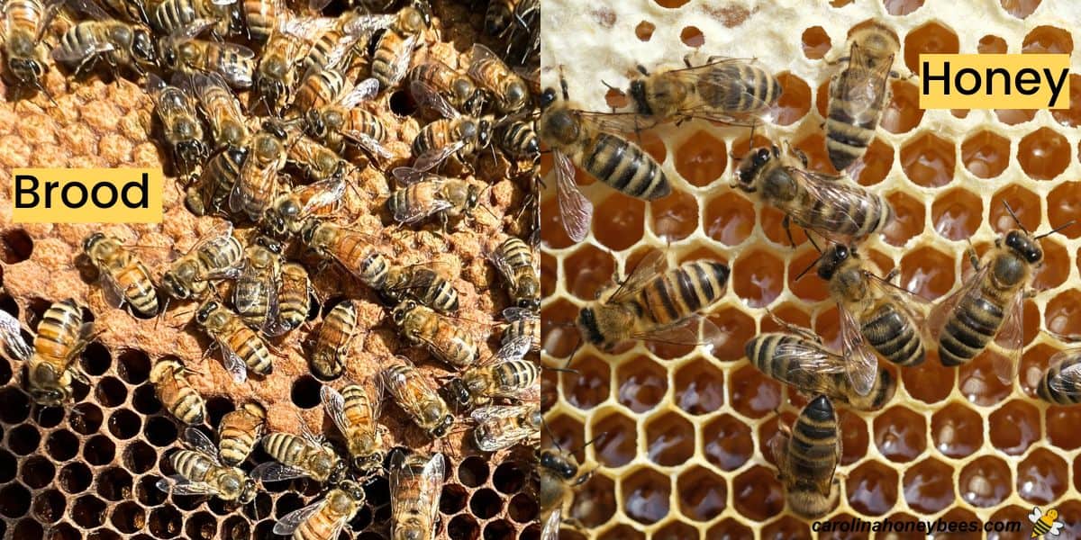  Abeilles ouvrières couvrant les cellules de miel avec une image de cire d'abeille fraîche.