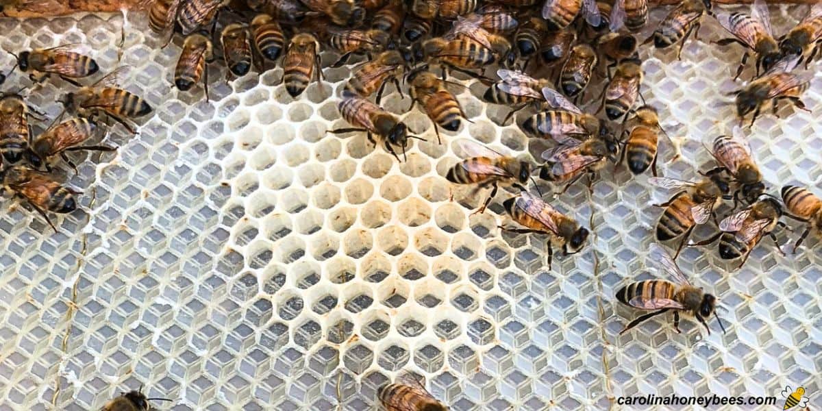  Feuille de cire en nid d'abeille de différentes couleurs image.