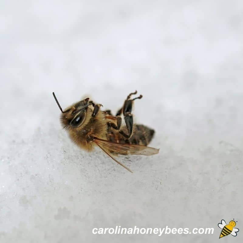 Dead honey bee in Winter snow image.