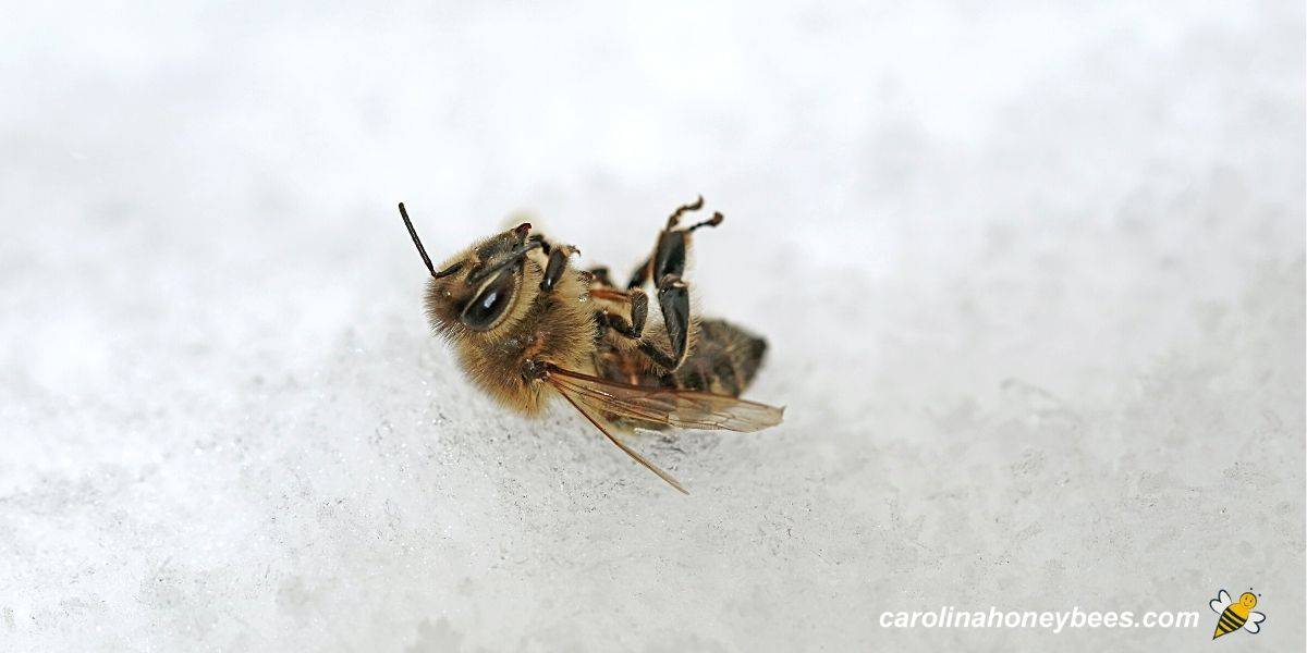 lots of flies in house suddenly uk winter